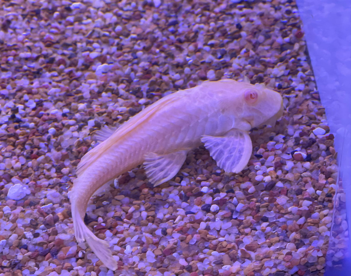 Albino Gibbiceps Pleco (Pterygoplichthys Gibbiceps)