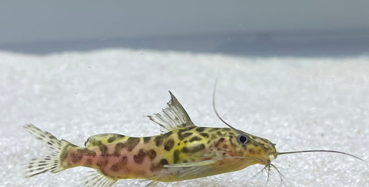 Marbled Synodontis (Synodontis Schotendeni)