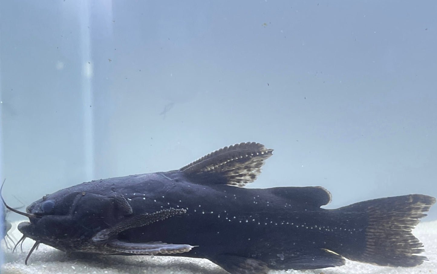 Black Jaguar Wood Catfish (Liosomadoras Morrowi)
