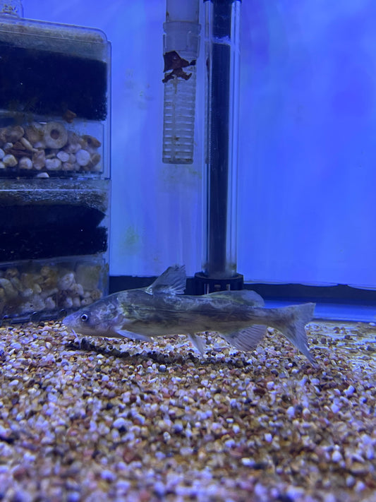 Leiocassis Longirostris