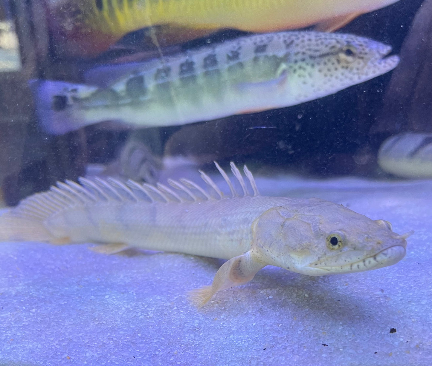 Polypterus Congicus
