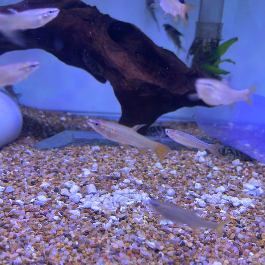 Splash Tetra (Copeina Guttata)