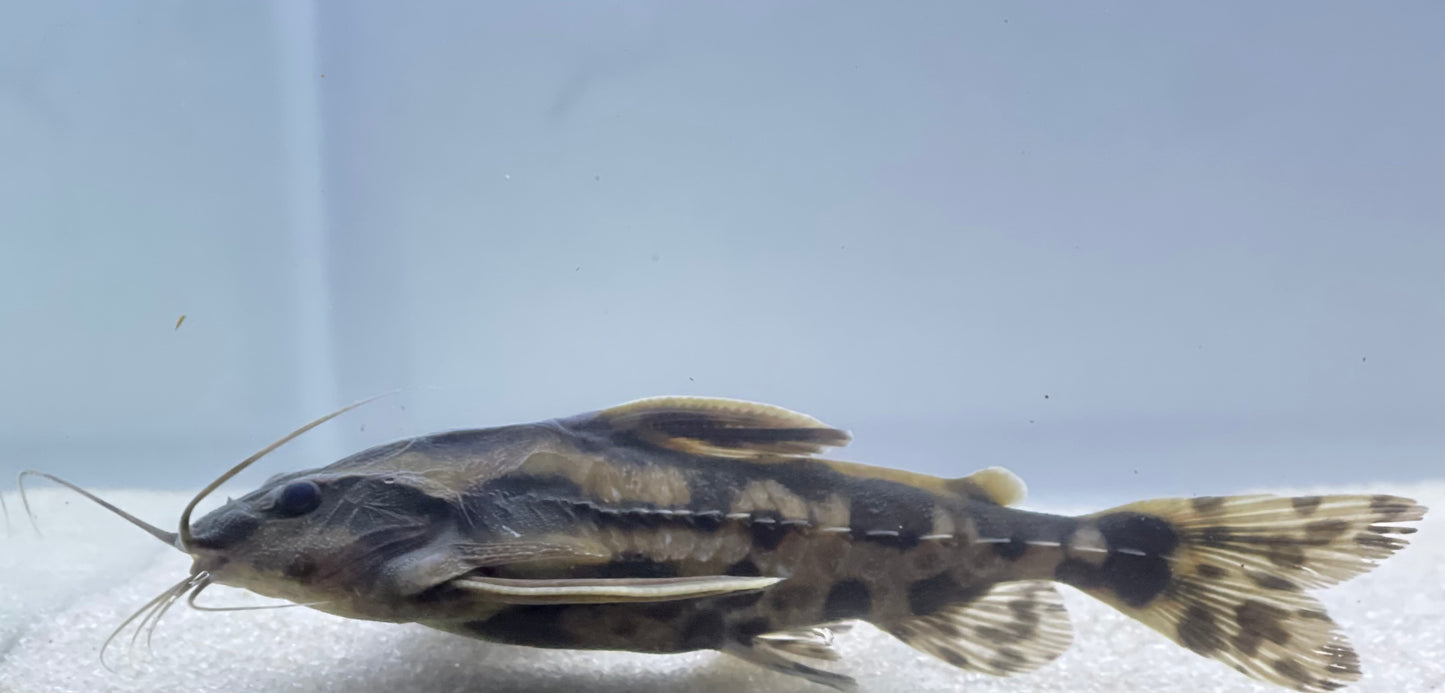 Irwini Catfish (Megalodoras Uranoscopus)