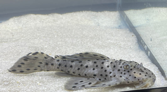 L264 Sultan Pleco (Leporacanthicus Joselimai)