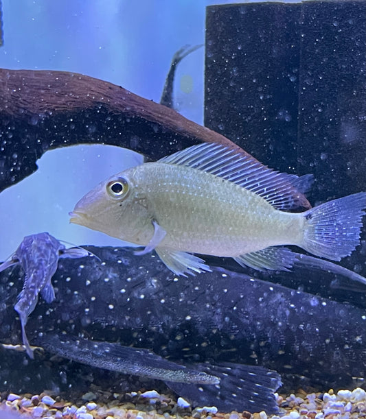 Geophagus (Satanoperca jurupari)