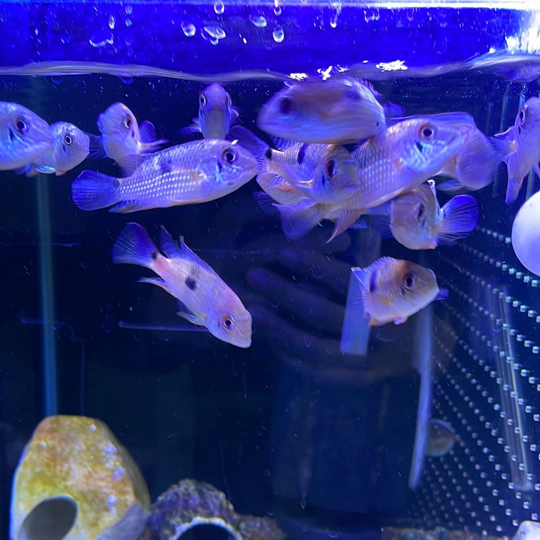 Temensis Paca Central and South American Cichlids – undergroundaquaticz