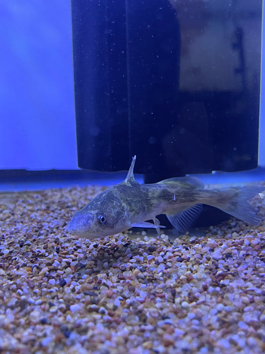 Leiocassis Longirostris