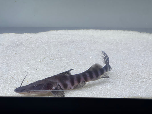 Tigrinus Catfish (Brachyplatystoma Tigrinum)