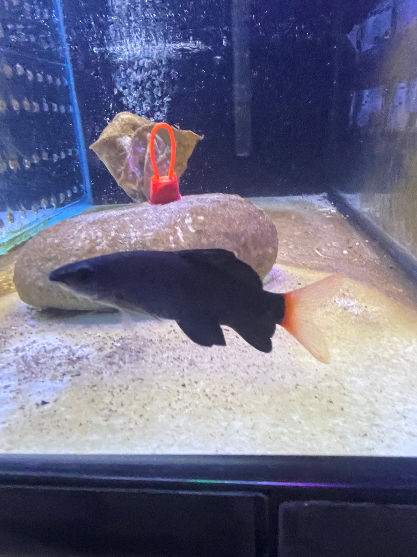 Red Tail Shark (Epalzeorhynchos bicolor)
