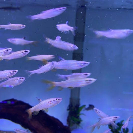 Splash Tetra (Copeina Guttata)