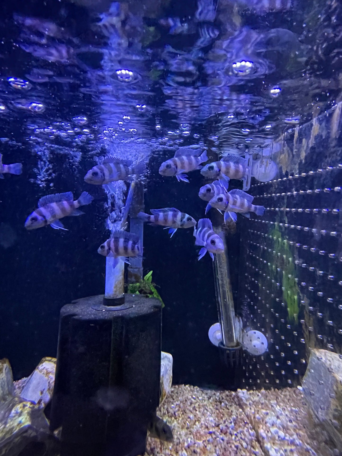 Neolamprologus tretocephalus