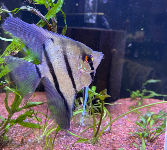 Discus/Angelfish β undergroundaquaticz