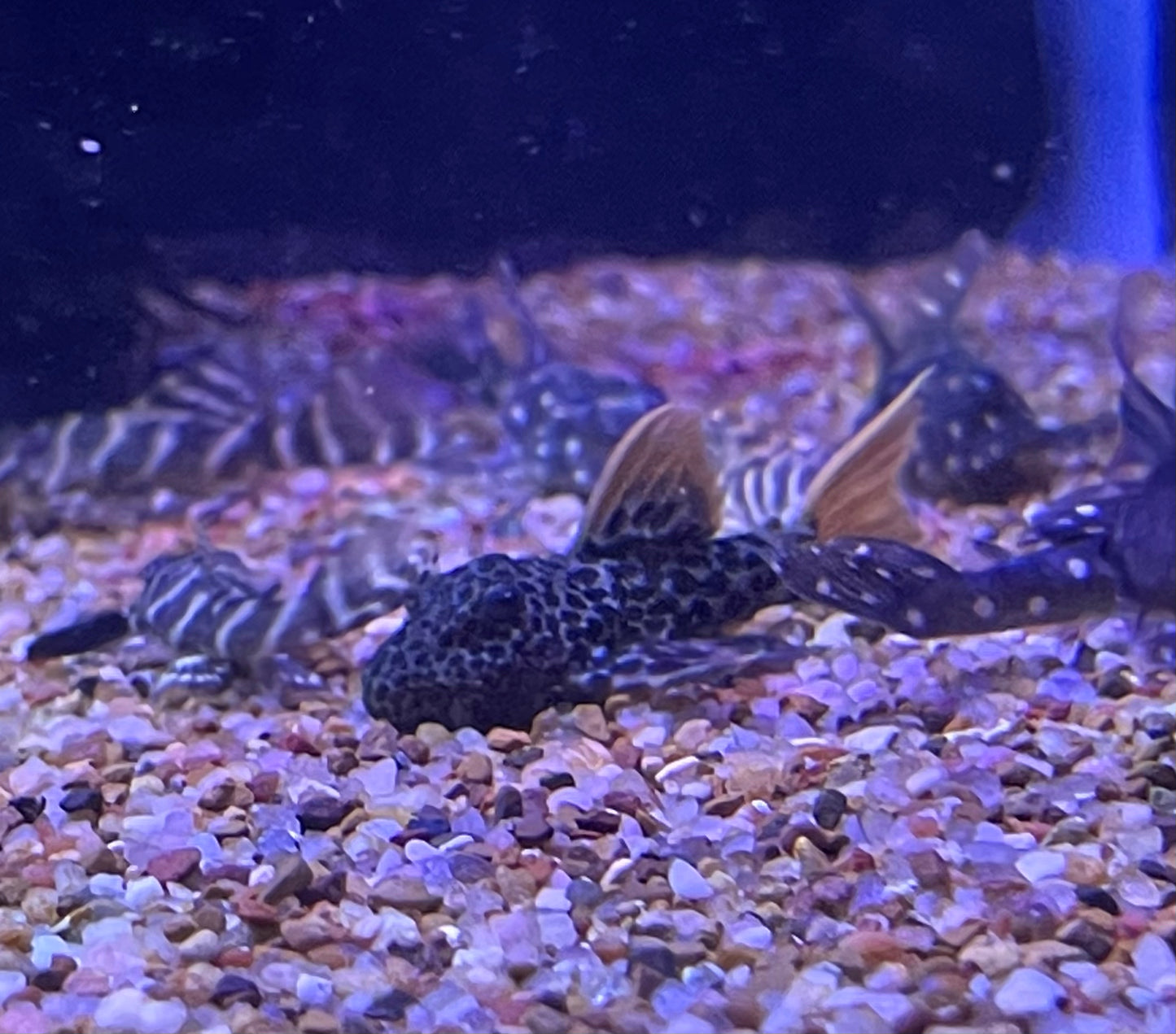 Baby L600 Leopard Cactus (Pseudacanthicus Leopardus)