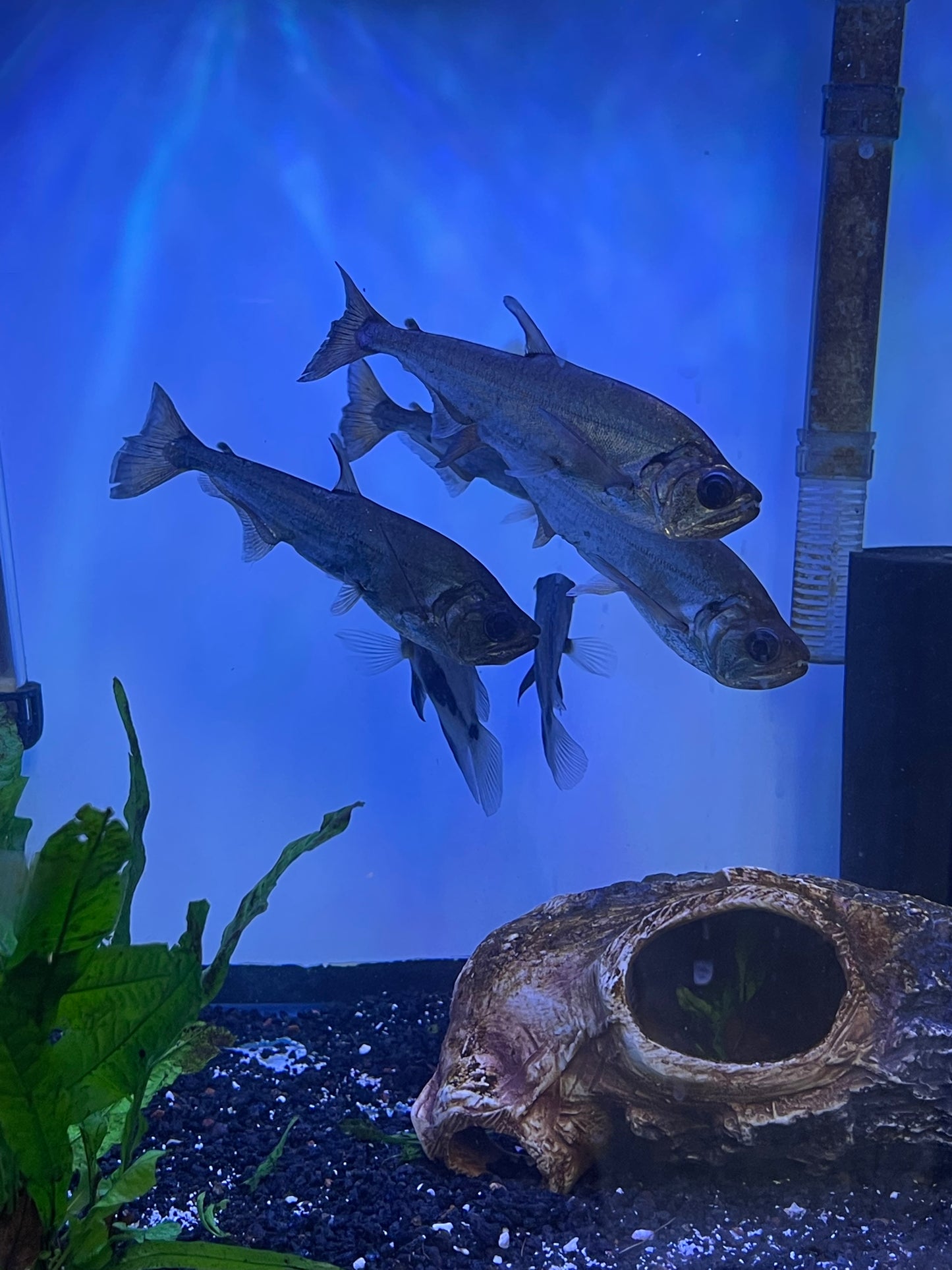 Red Tail Vampire Tetra (Hydrolycus Tatauaia)
