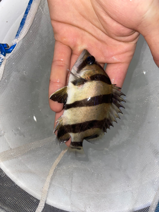 NTT Datnoid (Datnioides Undecimradiatus)