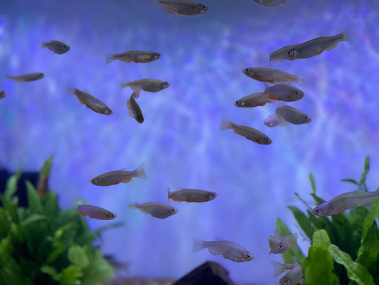 Pearl Danio