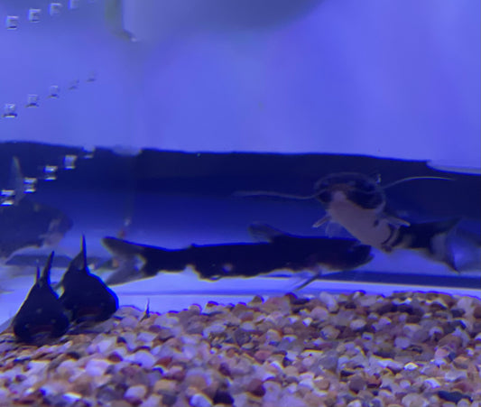 Ninja Wood Catfish (Tatia Musaic)