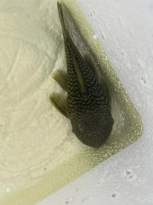 L056 Chubby Pleco (Parancistrus aurantiacus)