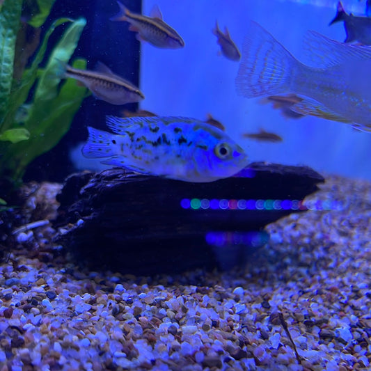 Electric Blue Jack Dempsey