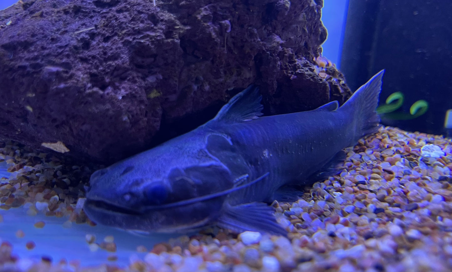 Iron Head Driftwood Catfish (Trachycorystes Trachycorystes)