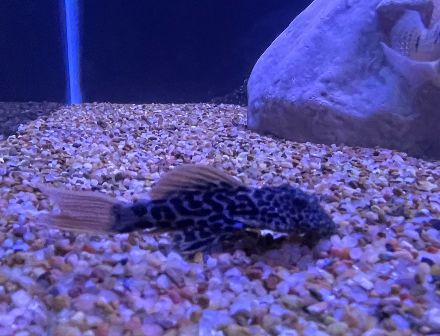 Baby L600 Leopard Cactus (Pseudacanthicus Leopardus)