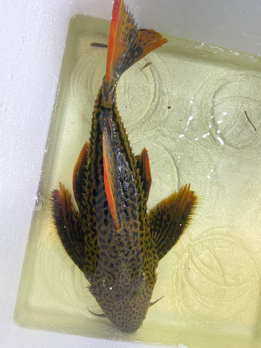 L025 Scarlet Pleco 7 Pointer Sao Felix