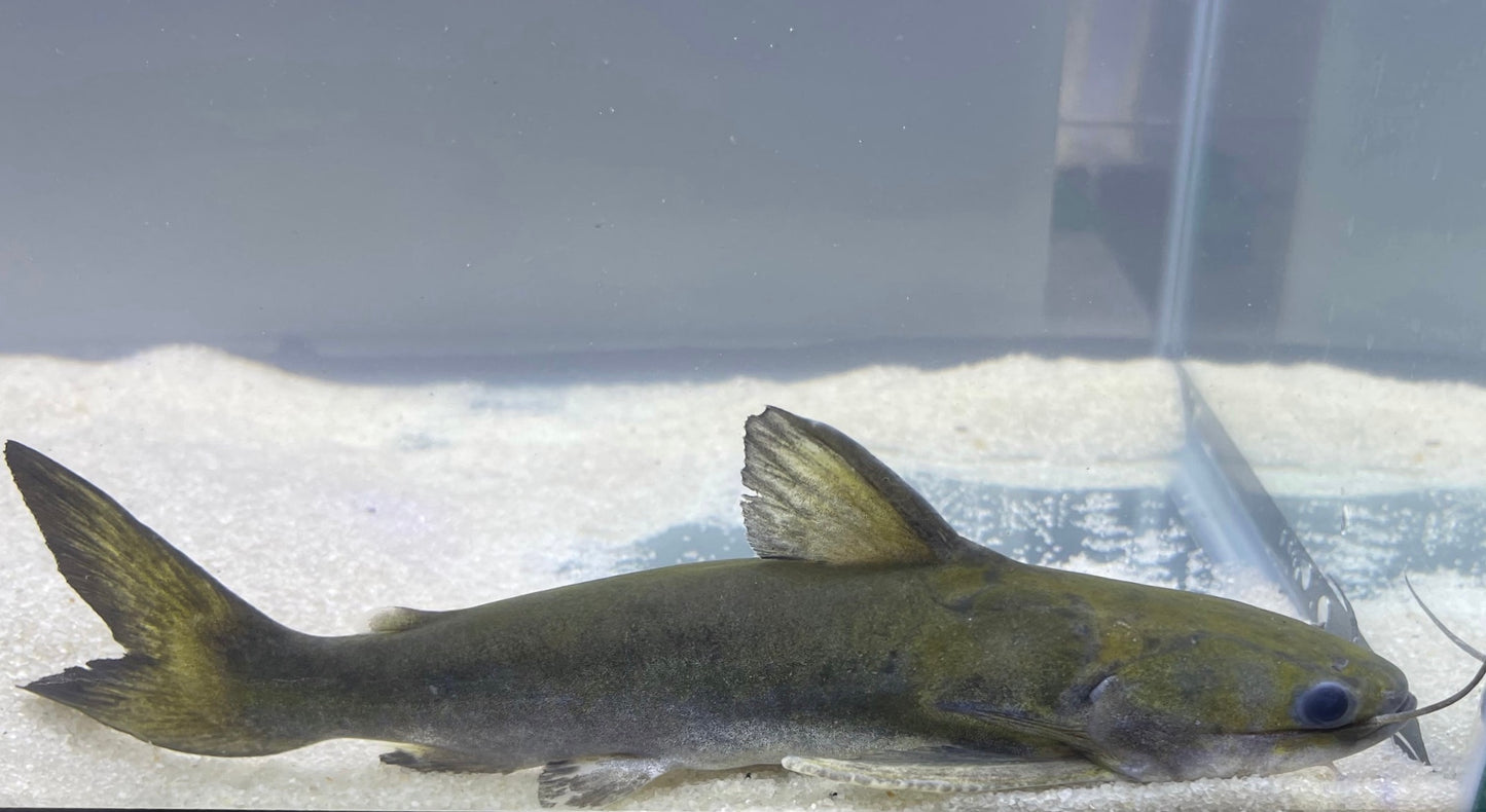 Tocantinsia Piresi