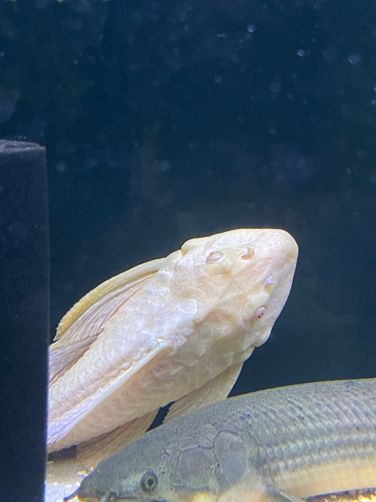 Albino Gibbiceps Pleco (Pterygoplichthys Gibbiceps)