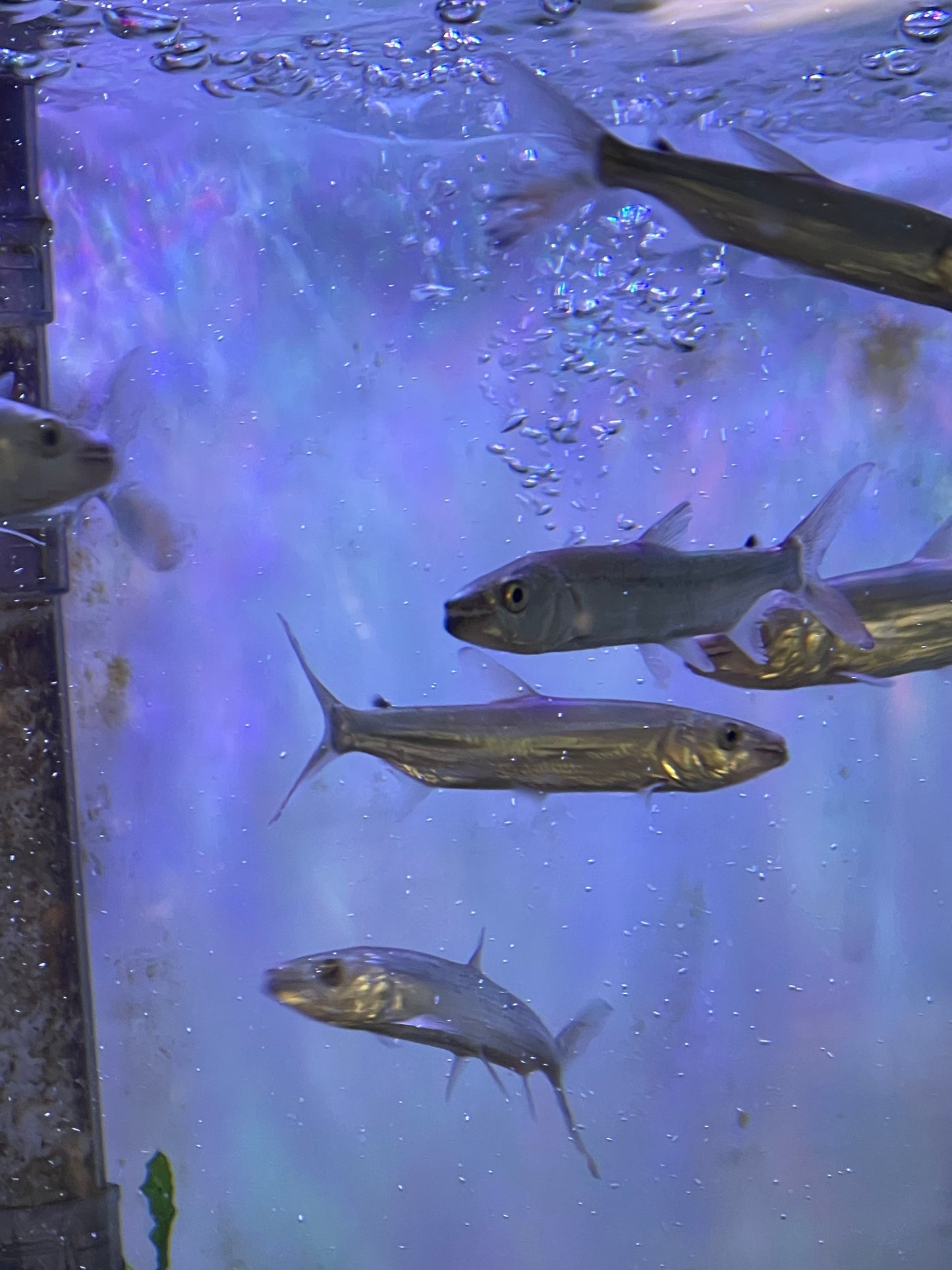 Goliath Tiger Fish(Hydrocynus Goliath)