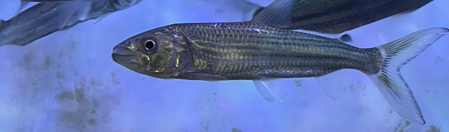 Brevis Tiger Fish (Hydrocynus Brevis)