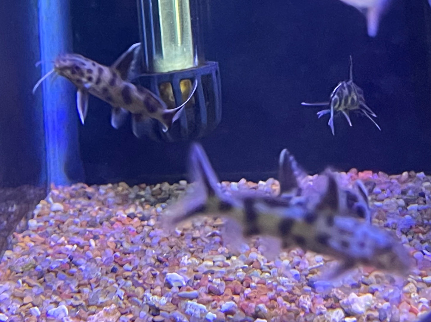 Dwarf False Cuckoo Catfish (Synodontis Petricola)