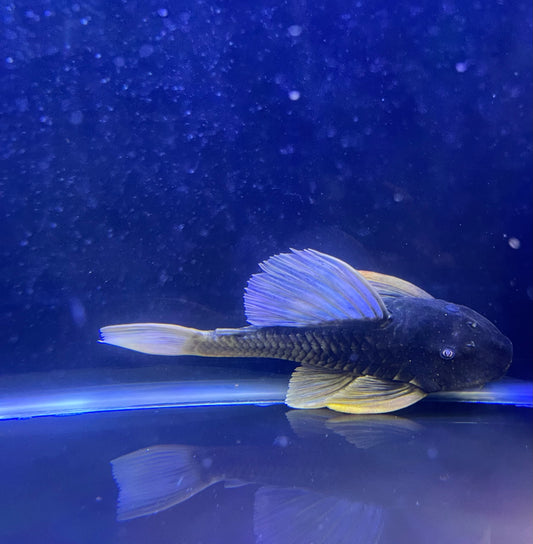 Luteus Pleco (Hypostomus Luteus)