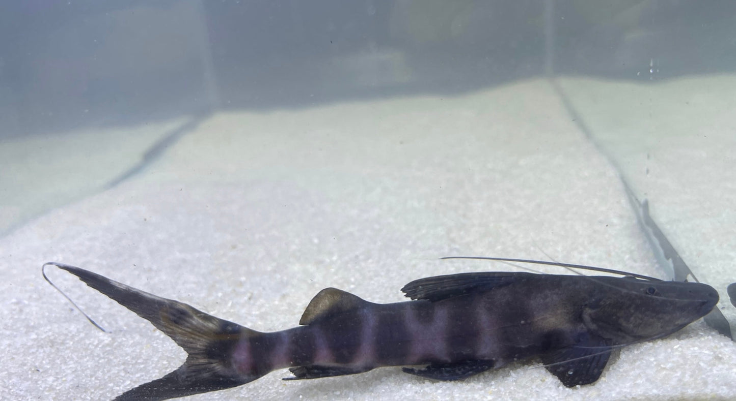 Juruense Catfish (Brachyplatystoma Juruense)