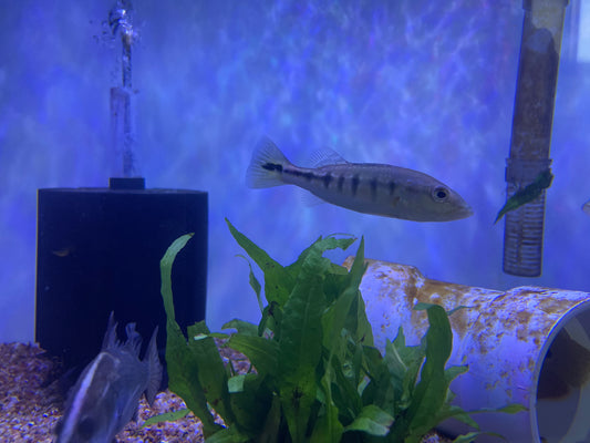 Intermedia Peacock Bass (Cichla Intermedia)