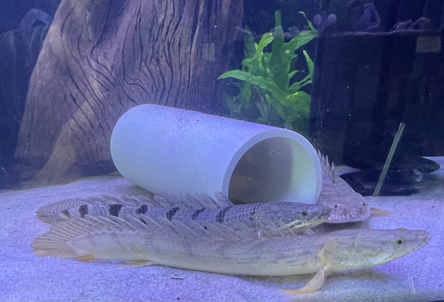 Polypterus Congicus