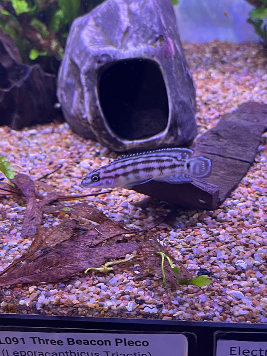Julidochromis Marlieri