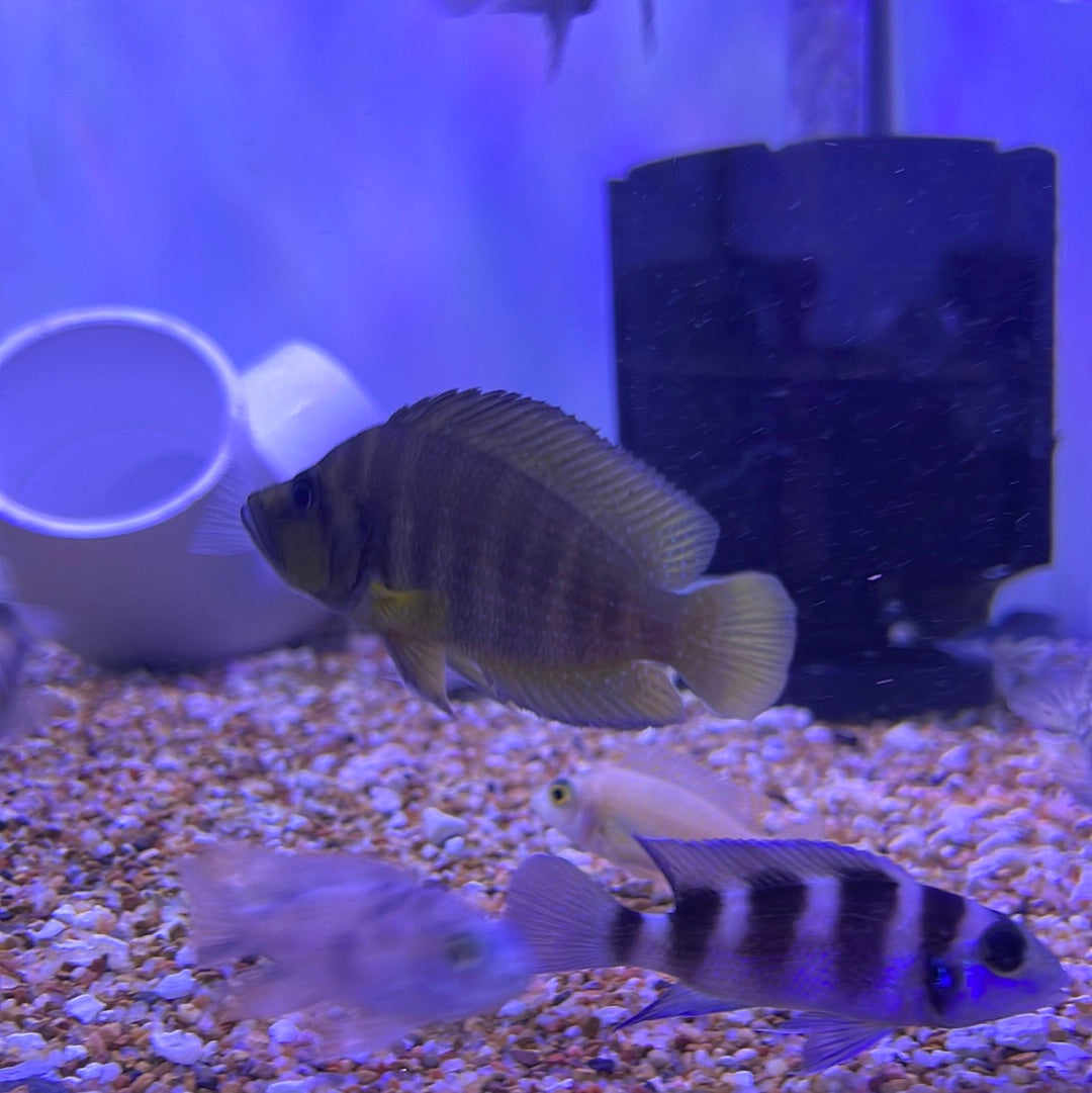 Altolamprologus compressiceps - (Yellow Chaitika)