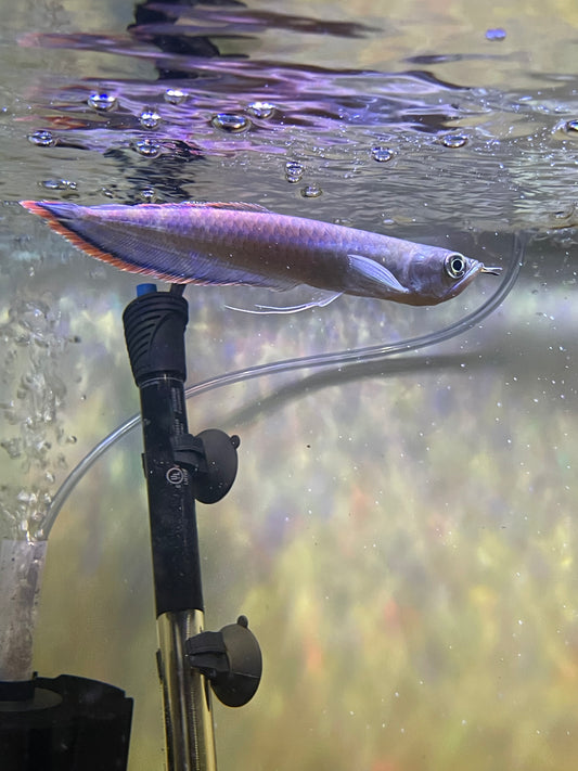 Black/Blue Arowana