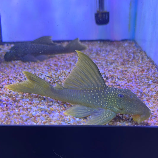 HiFin L200 Green Phantom Pleco