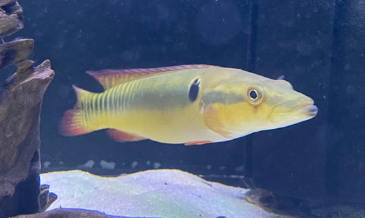 Zebra Pike Cichlid (Crenicichla Zebrina)