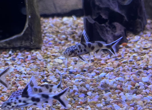 Cuckoo Catfish (Synodontis Multipunctatus)