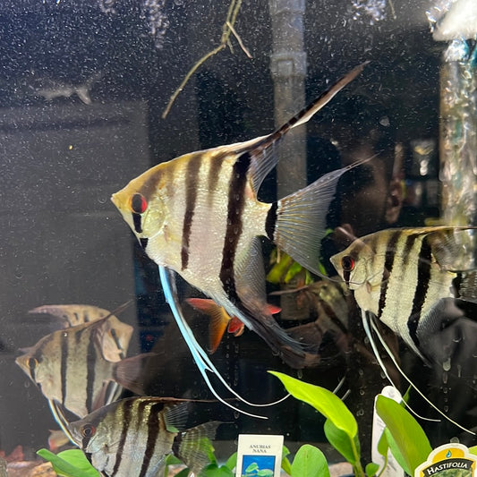 Peruvian Angel Fish (Pterophyllum Scalare)