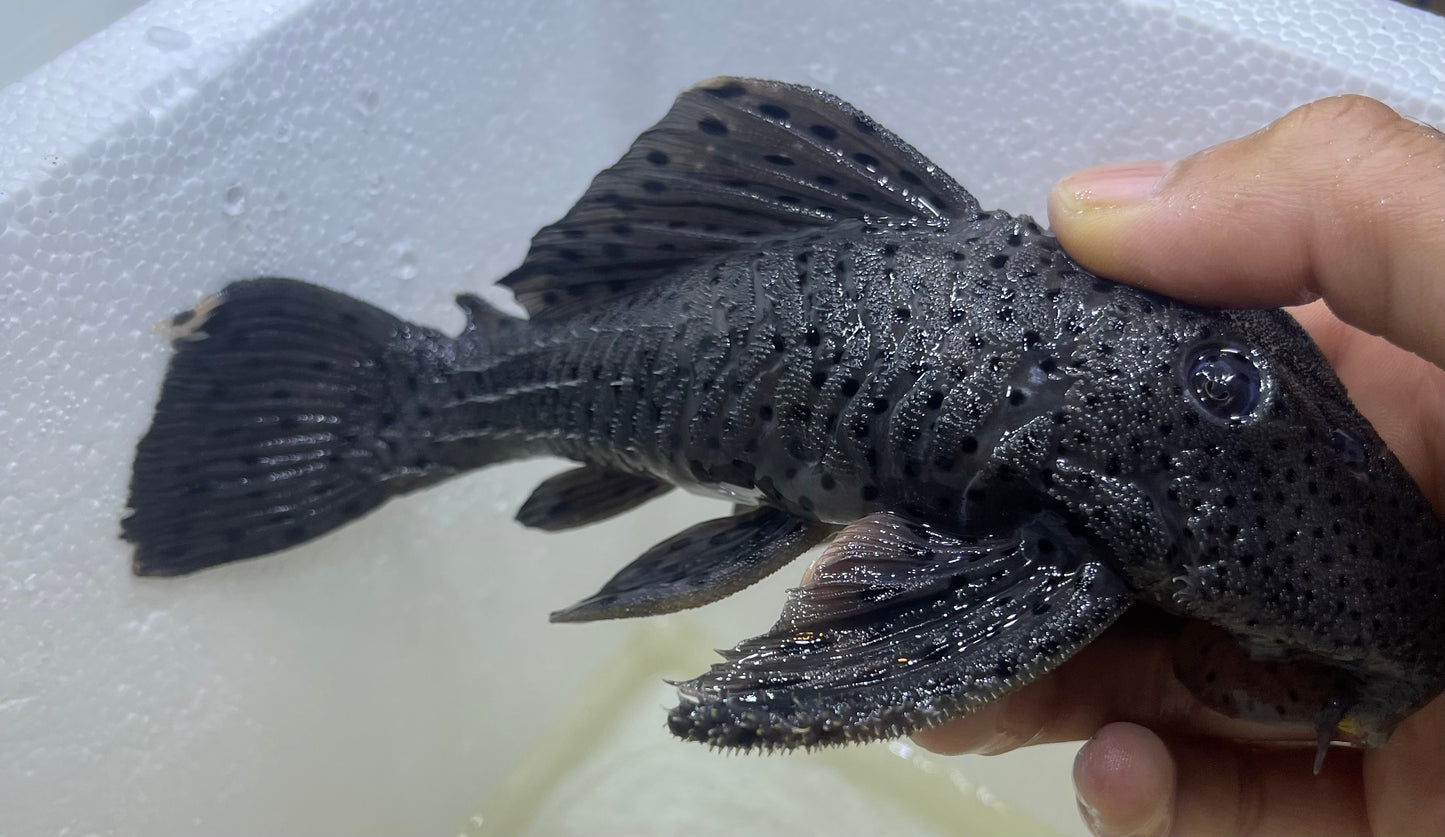 L264 Sultan Pleco (Leporacanthicus Joselimai)