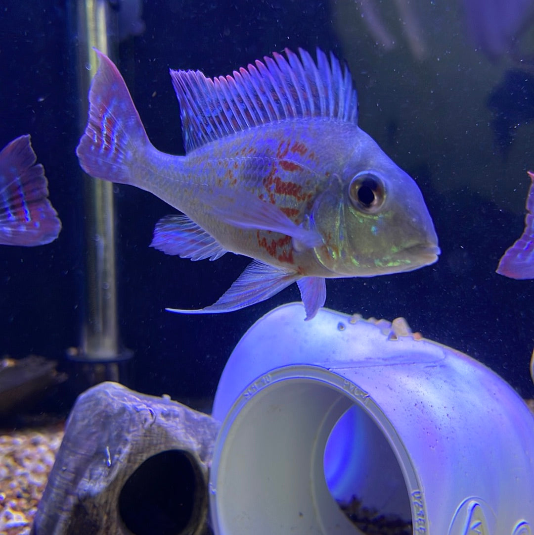 Geophagus Sveni