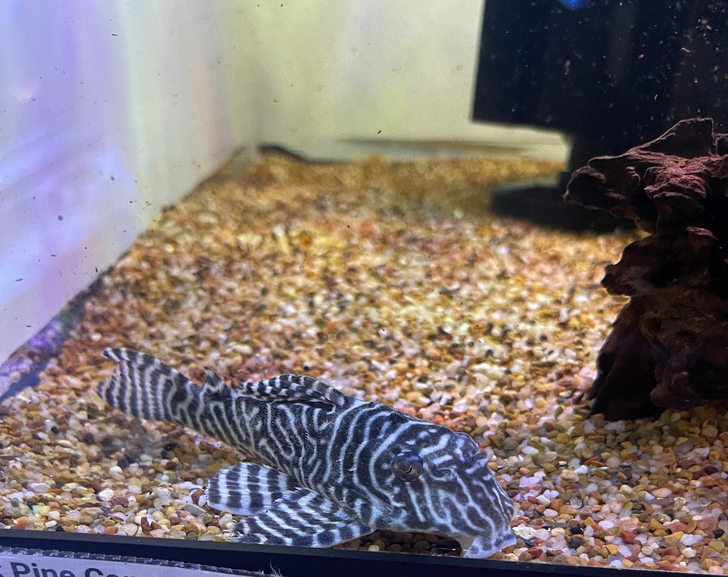 L333 King Tiger Pleco (Hypancistrus Sp)