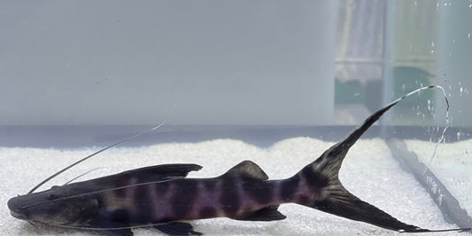 Juruense Catfish (Brachyplatystoma Juruense)