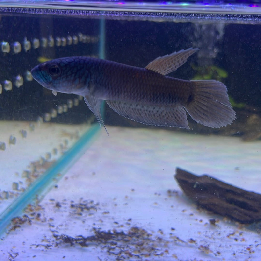 Betta fish hotsell with gourami