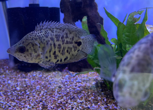 Leopard Leaf Fish (Ctenopoma Acutirostre)