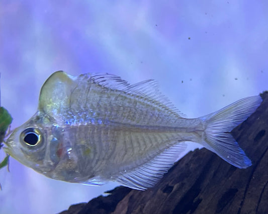 Humphead Glassfish (Parambassis Pulcinella)