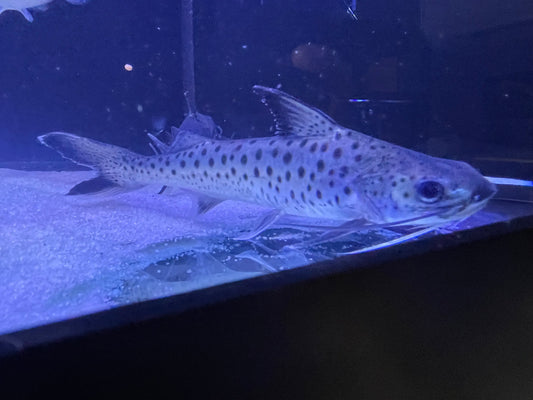 Lince Catfish (Platynematichthys Notatus)